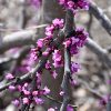 Ruby Falls Redbud #7 - Image 2